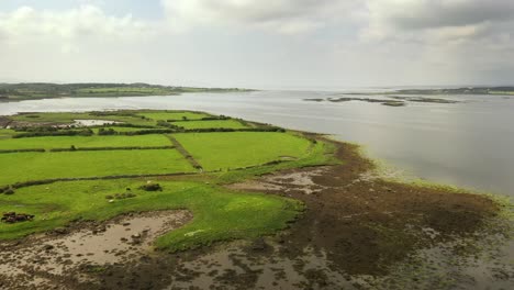 Irish-Rural-Landscape,-view-from-Oranmore,-looking-West-towards-Galway-Bay,-Ireland,-August-2020,-Drone-gradually-pushes-forward-flying-over-Cattle-in-green-fields-with-stone-walls
