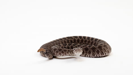 Massasuage-rattlesnake-calmly-stares-towards-camera-before-begining-to-shake-tail---isolated-on-white-background