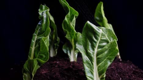 Close-up-of-green-cabbage-leaves-planted-in-soil-as-water-mists-down