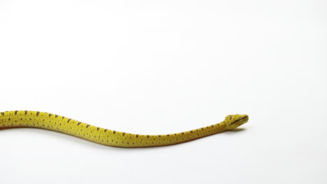 infant-green-tree-python-slithers-across-white-background---close-up
