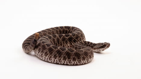 Massasuaga-rattlesnake-in-defensive-position-rattles-tail---side-profile---isolated-on-white-background