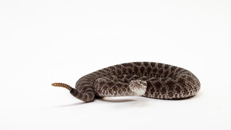 Massasaguag-rattlesnake-shakes-tail-and-hisses-as-he-is-curled---isolated-on-white-background