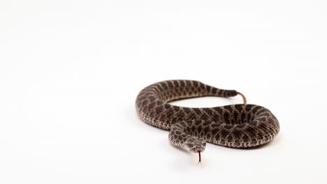 massasauga-rattlesnake-rattles-tail-while-isolated-on-white-background---wide-shot