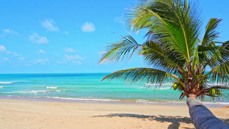 Eine-Lange-Kokospalme-Erstreckt-Sich-über-Den-Strand