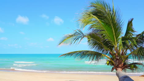 Eine-Horizontale-Kokospalme-Ragt-über-Den-Sand-Eines-Einsamen-Strandes