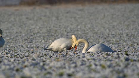 Mute-swans-grazing-on-a-field-in-Poland