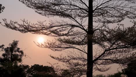 Der-Sonnenuntergang-Setzt-Durch-Die-Blätter-Der-Bäume-In-Einem-öffentlichen-Park-In-Hong-Kong-Ein