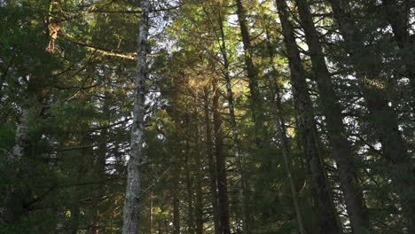 Fichtenwald,-Der-Bei-Sonnenaufgang-In-Oregon-Von-Sonnenlicht-Beleuchtet-Wird