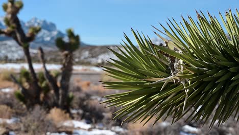 Panning-shot-of-a-Joshua-Tree-after-a-snowfall-in-Nevada