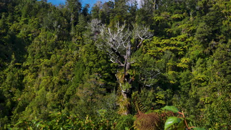 Selva-Bien-Vegetada-Con-Diferentes-Especies-De-árboles-Y-Plantas-Iluminadas-Por-El-Sol-Contra-El-Cielo-Azul
