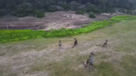 Aerial-orbiting-shot-showing-kangaroo-family-grazing-on-wild-meadow