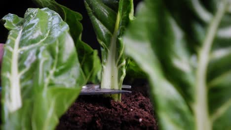 Close-up-of-shears-cutting-down-a-tall-leafy-green-cabbage-leaf
