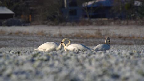 Three-mute-swans-interacting-together-and-eating-crops