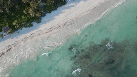 Aerial-white-beach-with-turquoise-water-drone-shot-top-down-zoom-out,-Playa-Xphu-Ha,-Yucatan,-Mexico