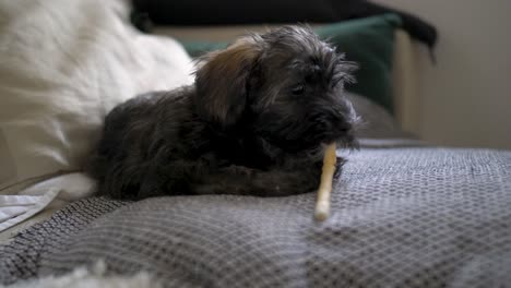 Adorable-puppy-dog-lying-down-on-cute-cosy-couch-and-doggy-pillow-chewing-on-a-small-bone-stick-in-slow-motion-with-puppy-dog-eyes