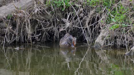 Female-Hen-Mallard-Duck-Bathing-And-Cleans-Itself-At-River-Stream-Of-Yangjaecheon-In-Seoul,-South-Korea