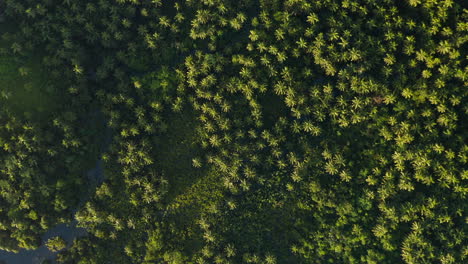 Luftbild-Des-Palmenparadieses-Bei-Sonnenaufgang-Auf-Der-Insel-Siargao,-Philippinen