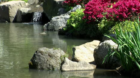 Decorative-rocks,-azalea-bushes-in-bloom-and-a-waterfall-line-the-edge-of-a-koi-pond-in-a-Japanese-garden