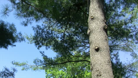 The-trunk-of-a-pine-tree-reaches-skyward