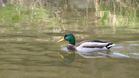 Male-Mallard-Duck-Swims-On-The-Water-Near-Grass-At-Yangjaecheon-In-Seoul,-South-Korea