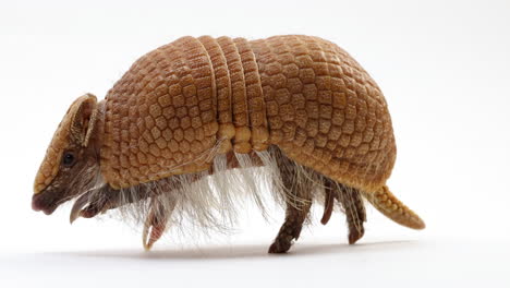 Armadillo-walking-across-white-background---close-up---cute