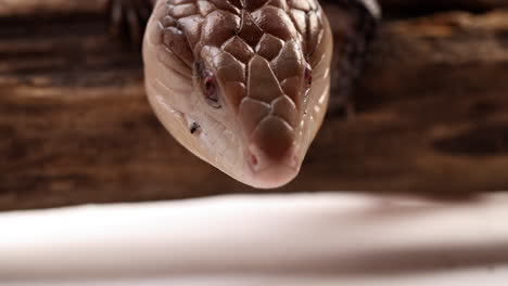 Blue-tongue-skink---extreme-close-up-on-eyes-as-he-whips-out-blue-reptile-tongue