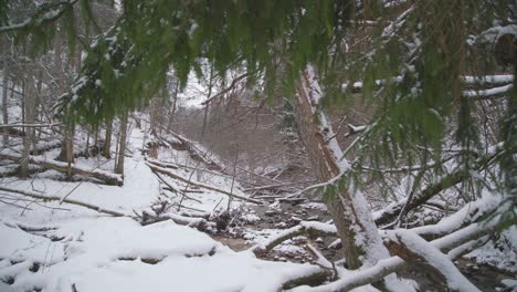 Branches-of-Spruce-with-Creek-in-Background-on-a-Winter-Day