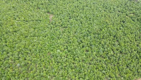 Drone-Sobre-La-Copa-De-Los-árboles-En-Kenia