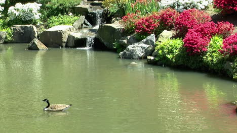 A-Canada-Goose-floats-on-a-pond-in-a-Japanese-garden