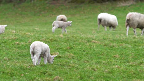 Lamb-Eating-In-Grass-Field-On-A-Farm-With-Multiple-Sheep-And-Lambs-In-The-Background
