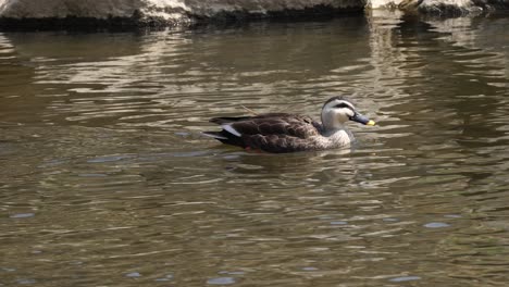 Female-Mallard-Duck-Swims-In-River-During-Sunny-Day-At-Yangjaecheon-Stream-In-Seoul,-South-Korea