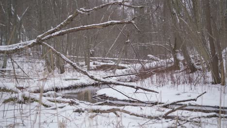 Dry-Fallen-Trees-Above-Stream-in-a-Winter-in-Forest