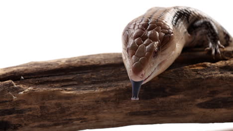 Blue-tongue-skink-whips-out-tongue-as-it-relaxes-on-tree-branch-in-front-of-white-background---close-up-on-reptile-tongue