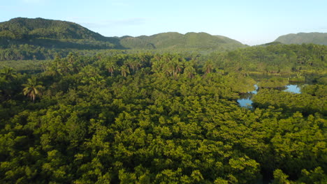 Drone-shot-of-tropical-palmtrees-and-mangrove-during-sunrise-on-Siargao-Island,-Philippines