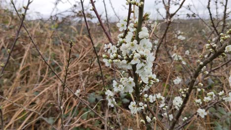 A-growing-branch-of-Blackthorn-with-white-flowers-while-surrounded-with-orange-brown-shrubs-in-an-early-Spring