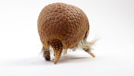 Armadillo-turns-and-walks-away-from-camera---isolated-on-white-background