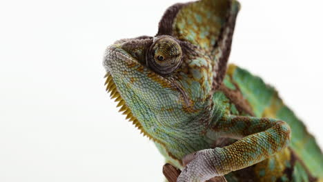 Chameleon-isolated-on-white-background---close-up-on-face---side-profile