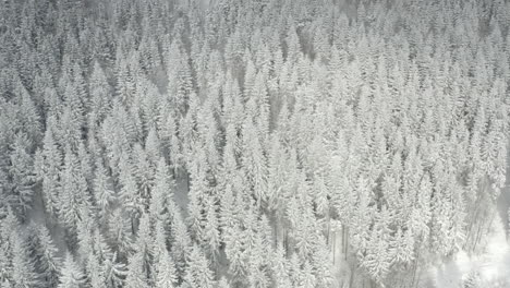 Static-drone-shot-of-white-pine-forest-covered-in-snow,-winter-landscape