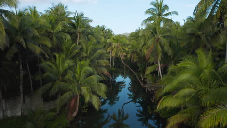 Aerial-shot-of-bent-Palm-tree-in-Maasin-River-on-Siargao-Island,-Philippines
