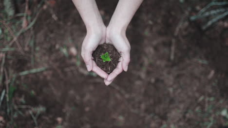 Contributing-greenery-seed-sapling-to-save-earth
