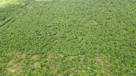 Aerial-view-of-the-forest-cover-in-Africa