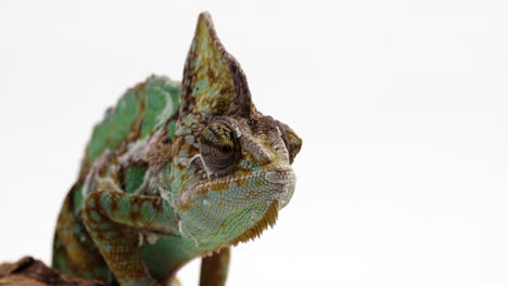 Chameleon-isolated-on-white-background-looks-around---medium-shot