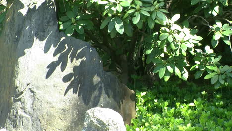 Las-Hojas-De-Rododendro-Proyectan-Sombras-Sobre-Una-Roca-Decorativa-En-Un-Jardín-Japonés