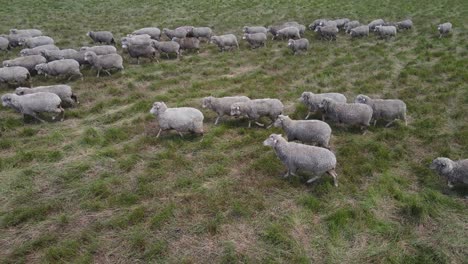 Luftseitenpfanne,-Die-Tagsüber-Eine-Herde-Wandernder-Schafe-Auf-Einer-Grünen-Wiesenfarm-Zeigt