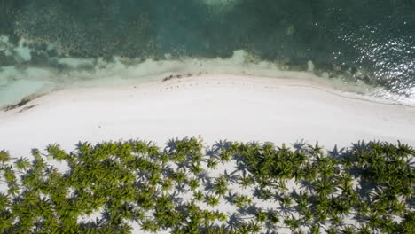 Aerial-top-down-beach-of-Bohol-showing-white-sand-and-palm-trees-on-Panglao-Island,-Bohol,-Philippines