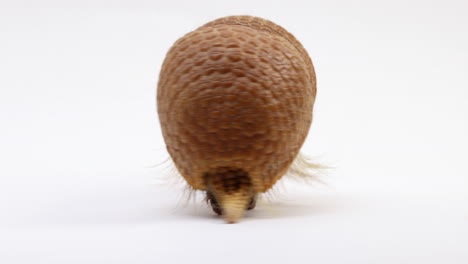 Armadillo-turns-around-and-begins-walking-away-from-camera---isolated-on-white-background