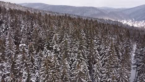 Nature-Drone-Aerial-Over-Icy-Pine-Trees-At-Mountain
