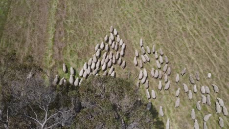 Luftaufnahme-Von-Oben-Nach-Unten,-Die-Tagsüber-Eine-Herde-Wandernder-Schafe-Auf-Einer-Grünen-Wiesenfarm-Zeigt