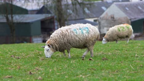 Zwei-Weibliche-Schafe-Stehen-Auf-Einer-Wiese-Auf-Einem-Bauernhof-Mit-Einem-Bauernhaus-Im-Hintergrund