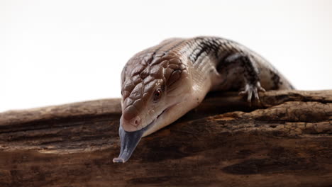 Blue-tongue-skink-relaxing-on-tree-in-front-of-white-background-whips-out-tongue---side-profile